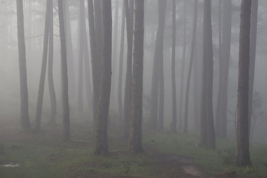 Fototapeta Pine forest in morning mist
