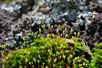 Green Moss growing on stone