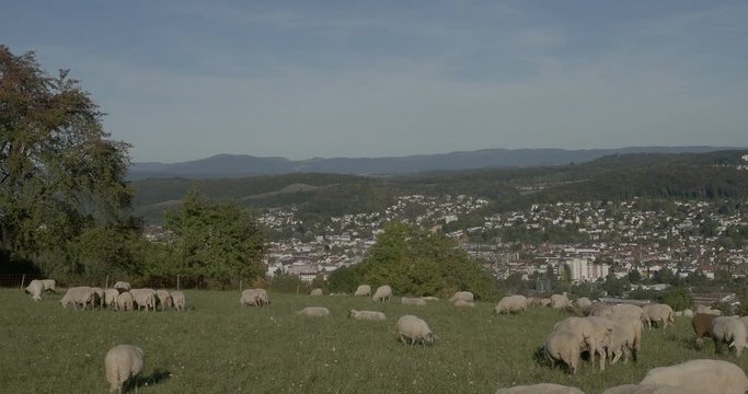 L&ouml;rrach im S&uuml;dwesten Baden-W&uuml;rttembergs. Herausragender Punkt des T&uuml;llinger Berges mit Schafherde auf der gr&uuml;nen Wiese unter Obstb&auml;umen und Blick in Richtung Stadt L&ouml;rrach und Wiesental
