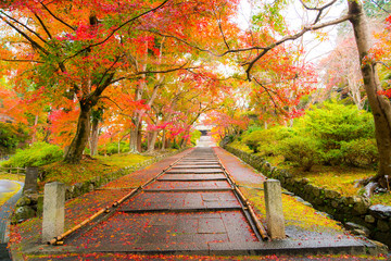 Naklejka na ściany i meble Japanese garden with maple tree Japan autumn.,autumn in the park