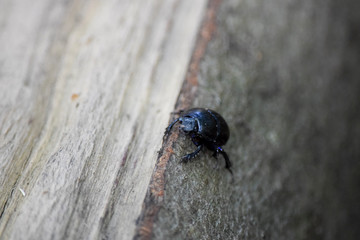 Close up of a dung beetle on a log
