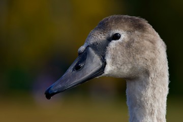 portrait of a swan