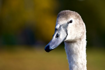 portrait of swan