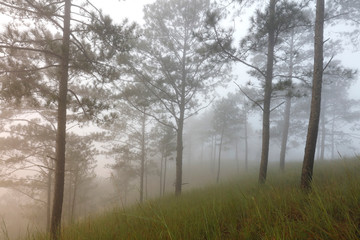 Fototapeta na wymiar Pine forest in morning mist
