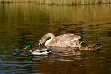ducks in pond