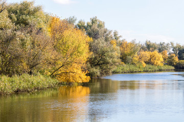  yellow trees in autumn by the river