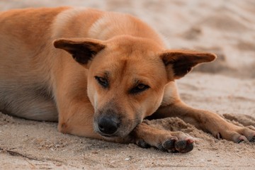 Lonely stray dog on the sand beach.