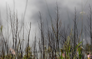 Small dry tree in mist