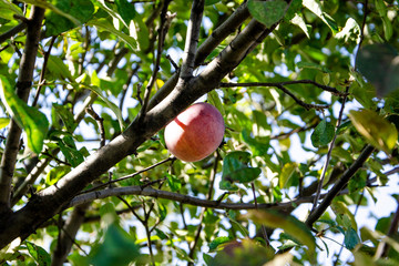 Ripe red apples in an autumn garden on a tree