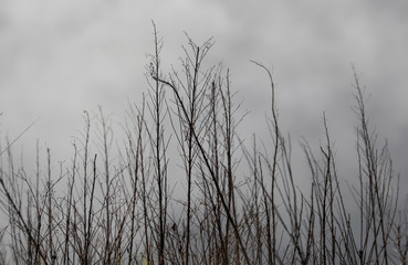Small dry tree in mist