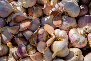 ripe garlic on lies in a heap