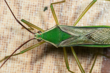 Macro Photo of Green Assassin Bug on The Floor