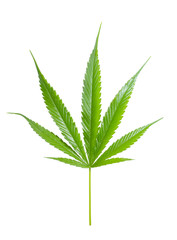 marijuana leaf