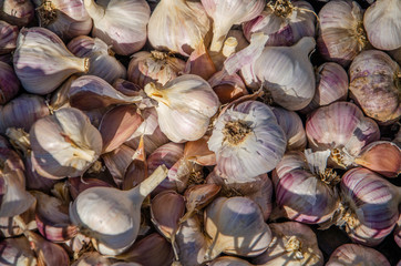 Ripe garlic