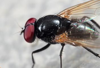 Macro Photo of Noon Fly on The Floor