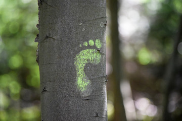green footprint on a tree trunk