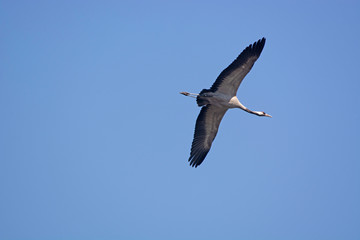 Fototapeta na wymiar Crane in flight