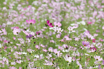 コスモス