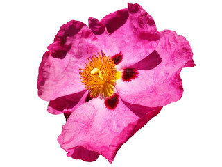 Pink flower Cistus salviifolius isolated.