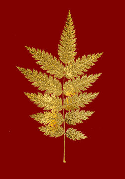 Image of rowan leaf painted in gold with a metallic sheen on an isolated background