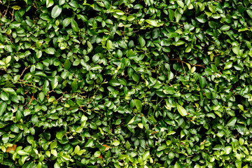 Leave background in the garden.