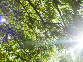 Leaves on branches in the sun nature
