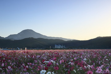 早朝のコスモス畑と滋賀の名峰、伊吹山を望む風景です