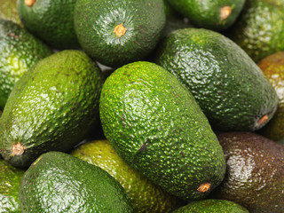 Avocado on white background