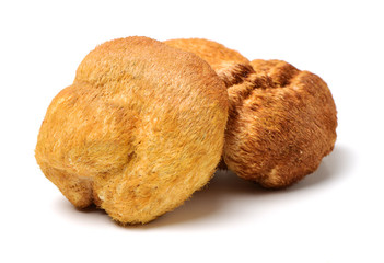 hericium erinaceus on white background © zcy