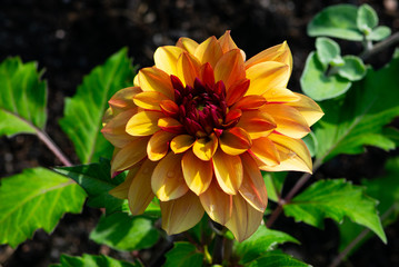 yellow dahlia flower in the garden