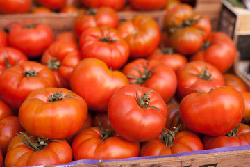 lots of tomatoes on a branch on counter