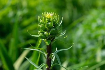 closeup of a plant