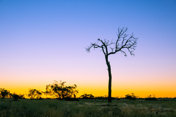 Bare tree in the desert at sunset with copy space