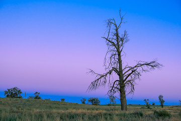 Beautiful bare tree in the desert at dusk