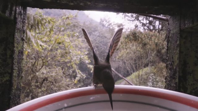 Hummingbird drinking sweet water from a fountain. Slow motion