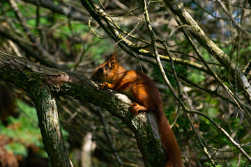 squirrel on a tree