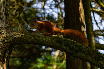 squirrel on a tree