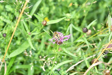 macro field insects on flowers