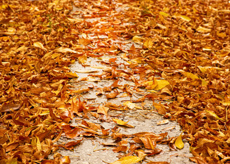 Yellow autumn foliage lies on the path. Autumn cloudy day after the rain. Leaves on the road