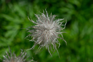 Hairy flower