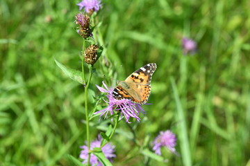 field butterfly sits on a flower