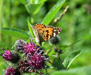 field butterfly sits on a flower