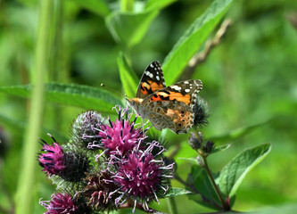 field butterfly sits on a flower