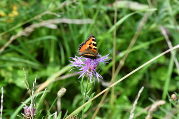 field butterfly sits on a flower