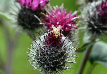 macro field insects on flowers