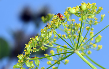 macro field insects on flowers