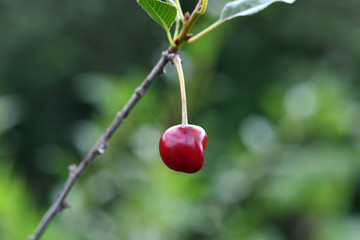 red cherry on a green background