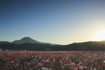 朝陽を浴びたコスモス畑と滋賀の名峰、伊吹山を望む風景です