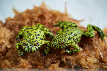 Fire-bellied toad on white.
