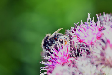 macro field insects on flowers